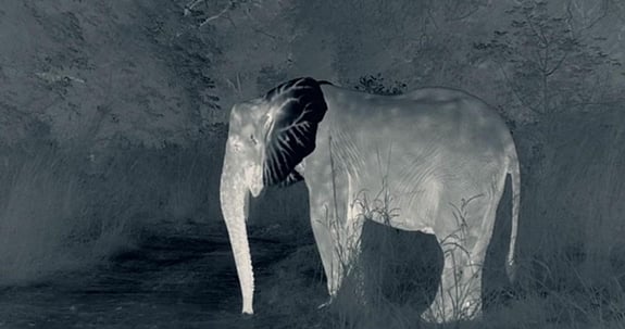 elephant_nature calls_blog